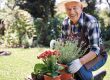 Old man doing gardening
